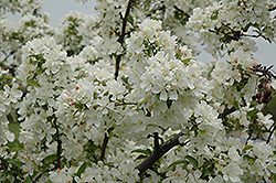 Amberina Flowering Crab (Malus 'Amberina') at Lakeshore Garden Centres