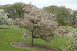 Leprechaun Flowering Crab (Malus 'Leprechaun') at Lakeshore Garden Centres
