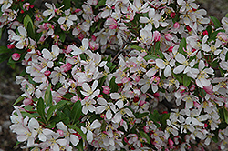 Leprechaun Flowering Crab (Malus 'Leprechaun') at Lakeshore Garden Centres