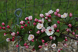 Spring Sensation Flowering Crab (Malus 'Spring Sensation') at Lakeshore Garden Centres