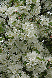 Donald Wyman Flowering Crab (Malus 'Donald Wyman') at Lakeshore Garden Centres