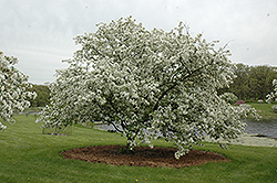 Donald Wyman Flowering Crab (Malus 'Donald Wyman') at Lakeshore Garden Centres