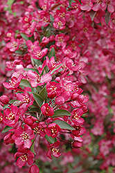 Orange Crush Flowering Crab (Malus 'Orange Crush') at Lakeshore Garden Centres