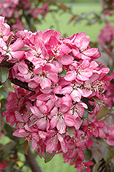 American Masterpiece Flowering Crab (Malus 'American Masterpiece') at Lakeshore Garden Centres