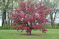 Purple Prince Flowering Crab (Malus 'Purple Prince') at Lakeshore Garden Centres