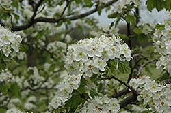 Downy Hawthorn (Crataegus mollis) at Lakeshore Garden Centres