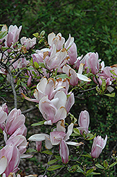 George Henry Kern Magnolia (Magnolia 'George Henry Kern') at Lakeshore Garden Centres
