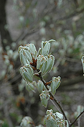 Korean Oak (Quercus serrata) at Lakeshore Garden Centres