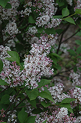 Manchurian Lilac (Syringa patula) at Lakeshore Garden Centres