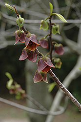 Common Paw Paw (Asimina triloba) at Lakeshore Garden Centres