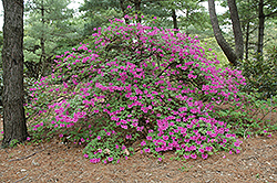 Marjorie Azalea (Rhododendron 'Marjorie') at Lakeshore Garden Centres
