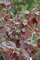 Purple Haze Hazelnut (Corylus 'Purple Haze') at Lakeshore Garden Centres
