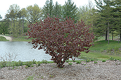 Purple Haze Hazelnut (Corylus 'Purple Haze') at Lakeshore Garden Centres
