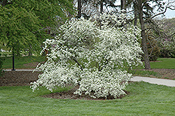Fauriei Pear (Pyrus fauriei) at Lakeshore Garden Centres