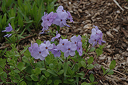 Blue Ridge Woodland Phlox (Phlox stolonifera 'Blue Ridge') at Lakeshore Garden Centres