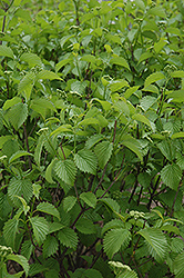 Red Regal Viburnum (Viburnum dentatum 'Red Regal') at Lakeshore Garden Centres