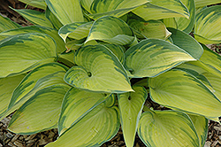 June Late Hosta (Hosta 'June Late') at Lakeshore Garden Centres