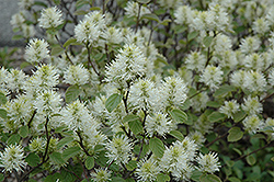 Beaver Creek Dwarf Fothergilla (Fothergilla gardenii 'KLMtwo') at Lakeshore Garden Centres