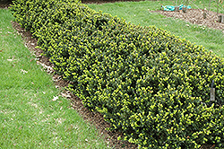 Timber Creek (Taxus x media 'Timber Creek') at Lakeshore Garden Centres