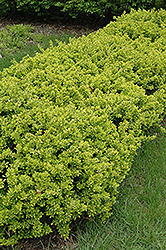 Bonanza Gold Japanese Barberry (Berberis thunbergii 'Bonanza Gold') at Lakeshore Garden Centres