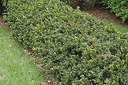 Erie Shores Yew (Taxus x media 'Erie Shores') at Lakeshore Garden Centres