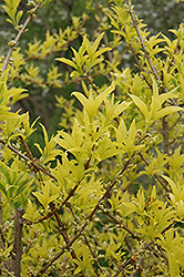 Golden Times Forsythia (Forsythia x intermedia 'Golden Times') at Lakeshore Garden Centres