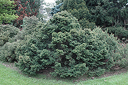 Von Helm's Dwarf Hemlock (Tsuga canadensis 'Von Helm's Dwarf') at Lakeshore Garden Centres
