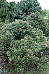 Rugg's Washington Dwarf Hemlock (Tsuga canadensis 'Rugg's Washington Dwarf') at Lakeshore Garden Centres
