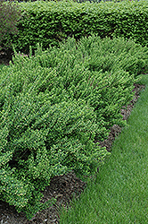 Upright Japanese Barberry (Berberis thunbergii 'Erecta') at Lakeshore Garden Centres