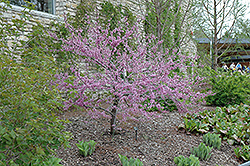 Joy's Pride Redbud (Cercis canadensis 'Morton') at Lakeshore Garden Centres