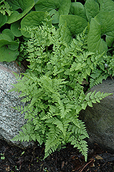 Brittle Bladder Fern (Cystopteris fragilis) at Lakeshore Garden Centres