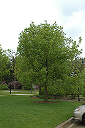 Robin Hood Green Ash (Fraxinus pennsylvanica 'Robin Hood') at Lakeshore Garden Centres
