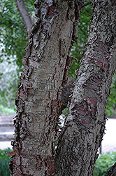 Pekin Lilac (Syringa pekinensis) at Lakeshore Garden Centres