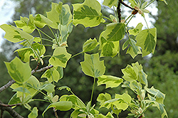 Yellow Variegated Tuliptree (Liriodendron tulipifera 'Aureomarginatum') at Lakeshore Garden Centres