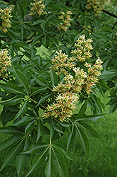 Hybrid Buckeye (Aesculus x ambigua) at Lakeshore Garden Centres