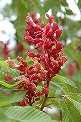 Red Buckeye (Aesculus pavia) at A Very Successful Garden Center