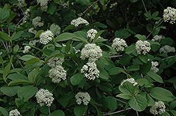 Manchurian Viburnum (Viburnum burejaeticum) at Lakeshore Garden Centres