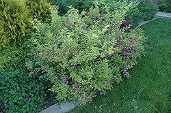 Golden Princess Weigela (Weigela florida 'Golden Princess') at Lakeshore Garden Centres