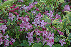 Golden Princess Weigela (Weigela florida 'Golden Princess') at Lakeshore Garden Centres