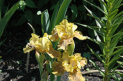Aardvark Antickz Iris (Iris 'Aardvark Antickz') at Lakeshore Garden Centres