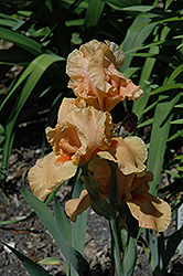 Mary Mahalos Iris (Iris 'Mary Mahalos') at Peter Knippel Garden Centre