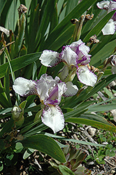 Pixie Flirt Iris (Iris 'Pixie Flirt') at Lakeshore Garden Centres