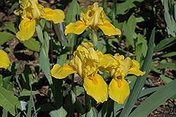 Solar Flight Iris (Iris 'Solar Flight') at Lakeshore Garden Centres