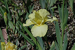 Maui Moonlight Iris (Iris 'Maui Moonlight') at Lakeshore Garden Centres