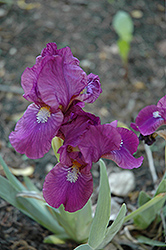 Heather Carpet Iris (Iris 'Heather Carpet') at Lakeshore Garden Centres