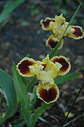 Jazzmatazz Iris (Iris 'Jazzmatazz') at Lakeshore Garden Centres