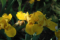 Mr. Roberts Iris (Iris 'Mr. Roberts') at Lakeshore Garden Centres