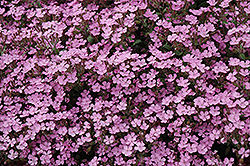 Home Fires Woodland Phlox (Phlox stolonifera 'Home Fires') at Lakeshore Garden Centres