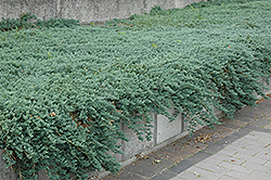 Icee Blue Juniper (Juniperus horizontalis 'Icee Blue') at Peter Knippel Garden Centre