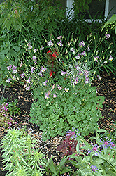 Common Columbine (Aquilegia vulgaris) at Lakeshore Garden Centres